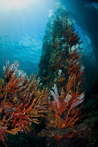 The Busselton Jetty.  This area of the jetty is soon to b... by Mick Tait 